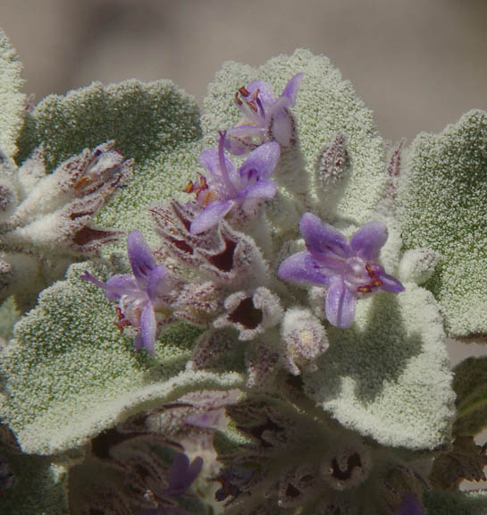  Condea albida (Kunth) Harley & J.F.B.Pastore