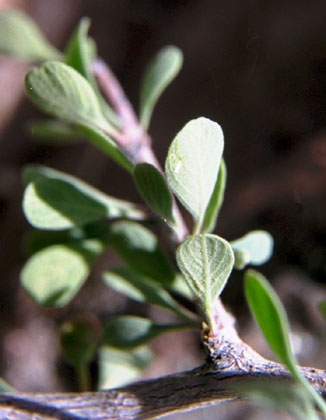  Condalia globosa v.pubescens