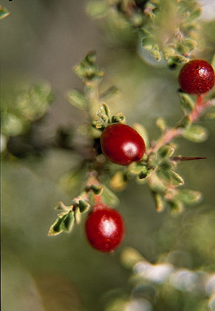  Condalia warnockii