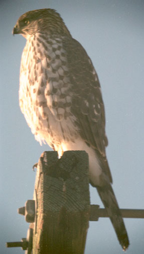  Coopers hawk (adult)