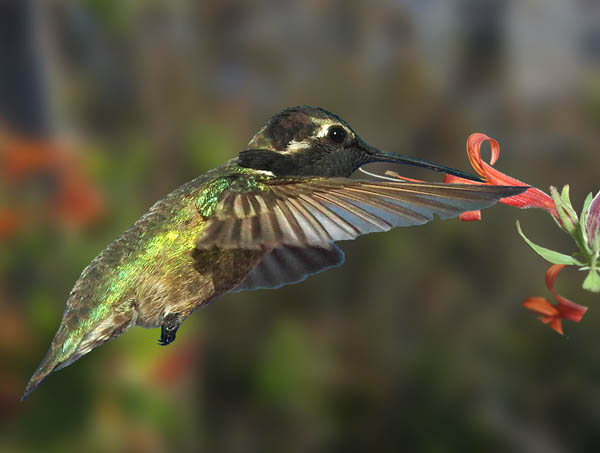  Costas hummingbird (male)