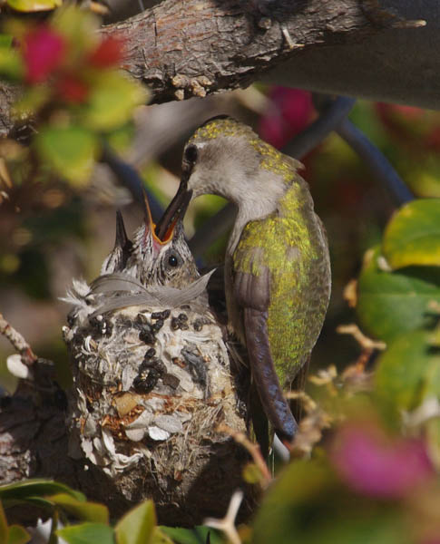  Costas hummingbird (female)