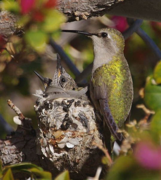  Costas hummingbird (female)