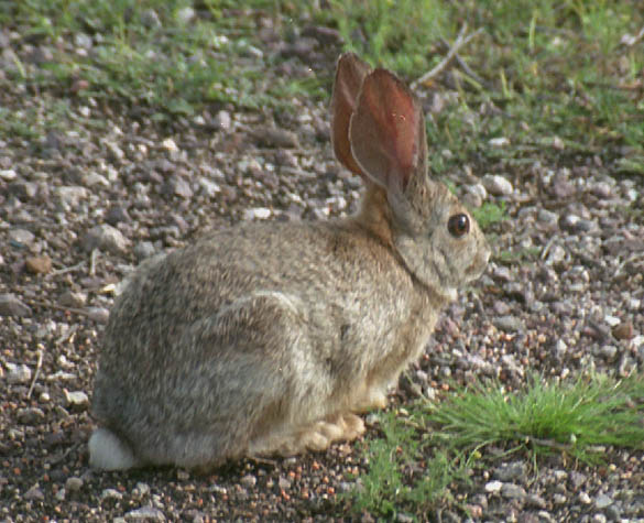  Desert cottontail