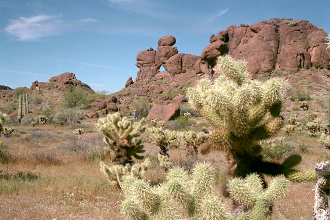 Crater Range and Teddy Bear Chollas