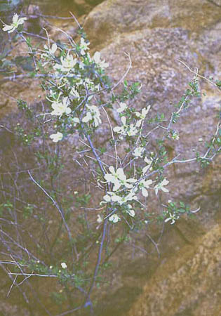  Crossosoma bigelovii