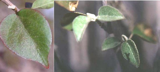  Croton sonorae