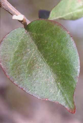  Croton sonorae
