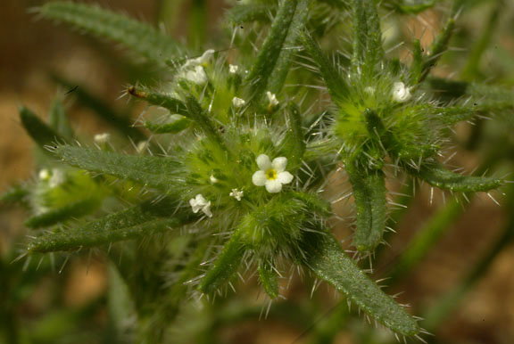  Johnstonella angustifolia Torrey) Hasenstab & M.G.Simpson