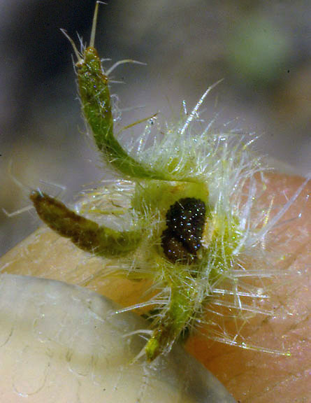  Cryptantha barbigera