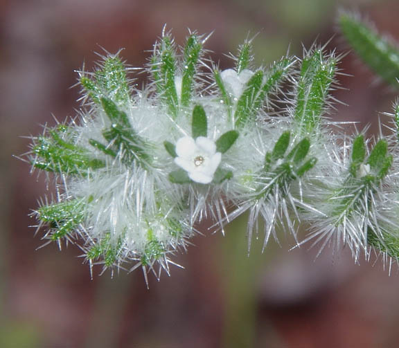  Cryptantha barbigera