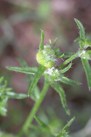  Cryptantha pterocarya var. cycloptera