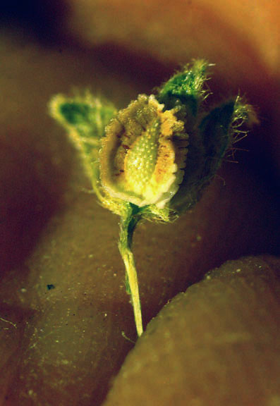  Cryptantha pterocarya var. cycloptera