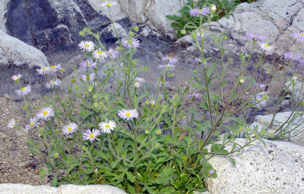 Crystal Springs desert fleabane