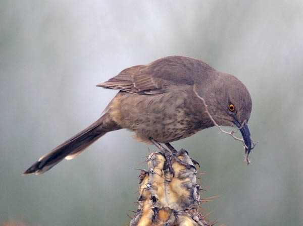  Curve-billed thrasher