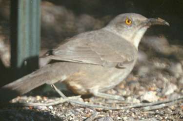  Curve-billed thrasher