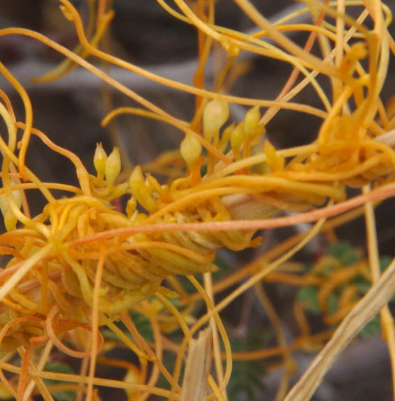  Cuscuta californica v. californica