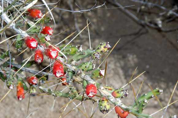  Cylindropuntia leptocaulis