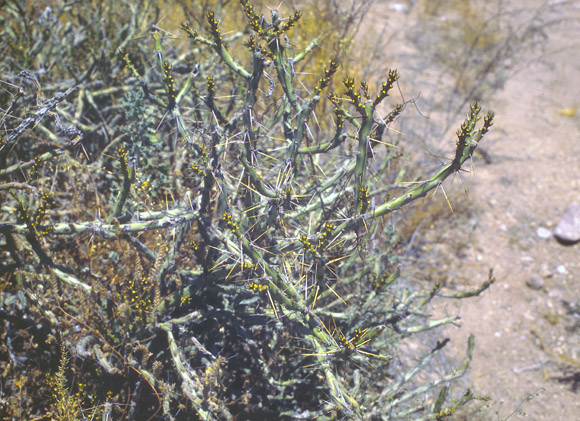  Cylindropuntia leptocaulis