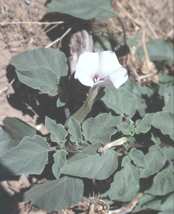  Datura discolor Bernhardi