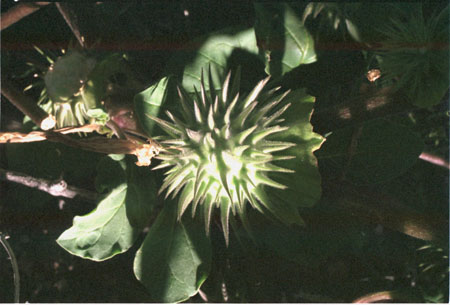  Datura discolor Bernhardi