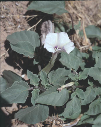  Datura discolor Bernhardi