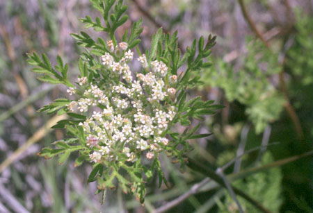  Daucus pusillus