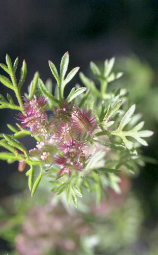  Daucus pusillus