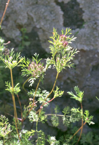  Daucus pusillus