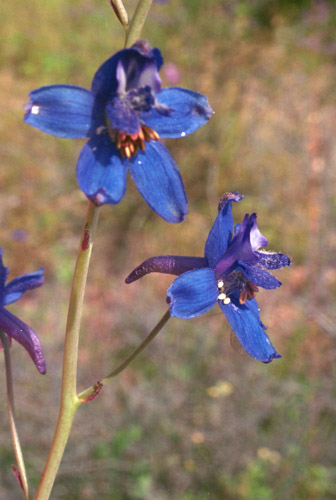  Delphinium scaposum