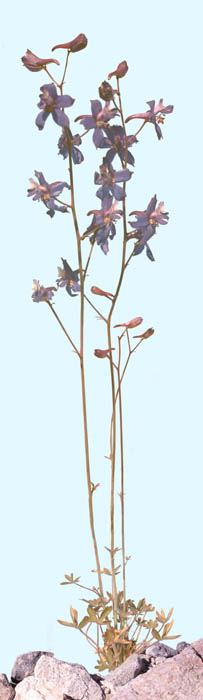  Delphinium scaposum