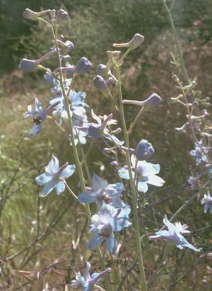  Delphinium scaposum