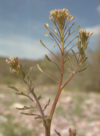  Descurainia pinnata 