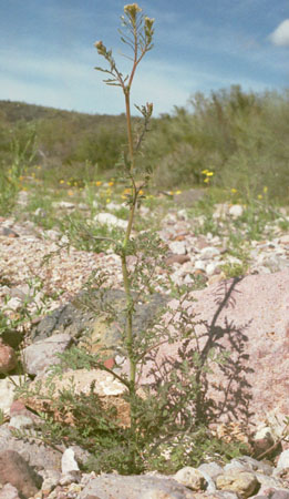  Descurainia pinnata 