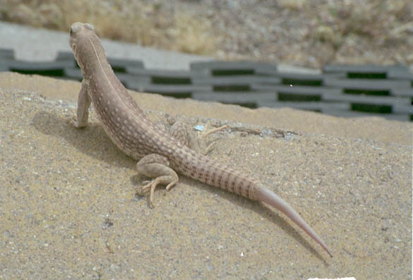  Desert iguana