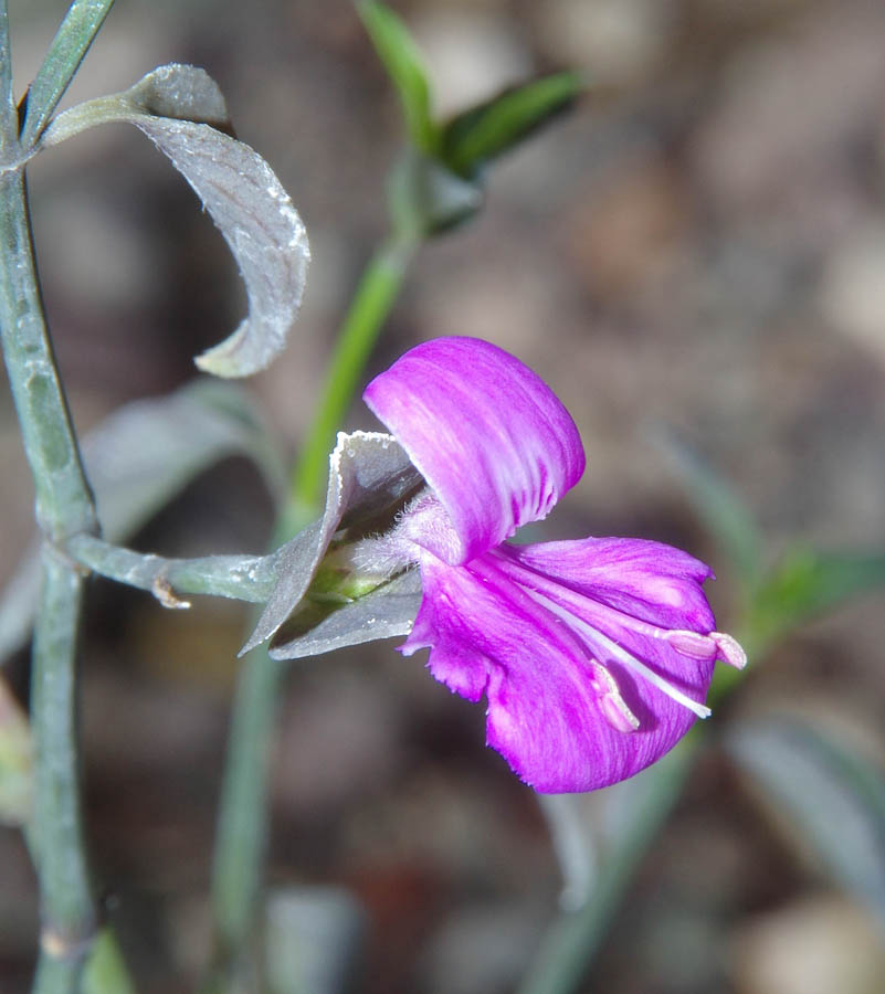  Dicliptera resupinata