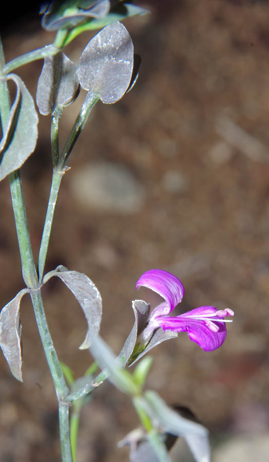  Dicliptera resupinata