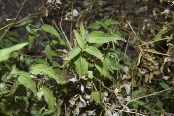  Dicliptera resupinata