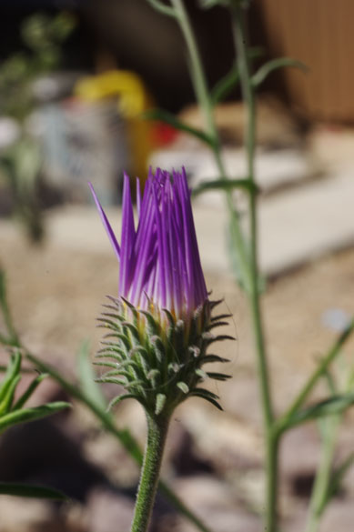  Dieteria canescens Pursh.(Nutt.)