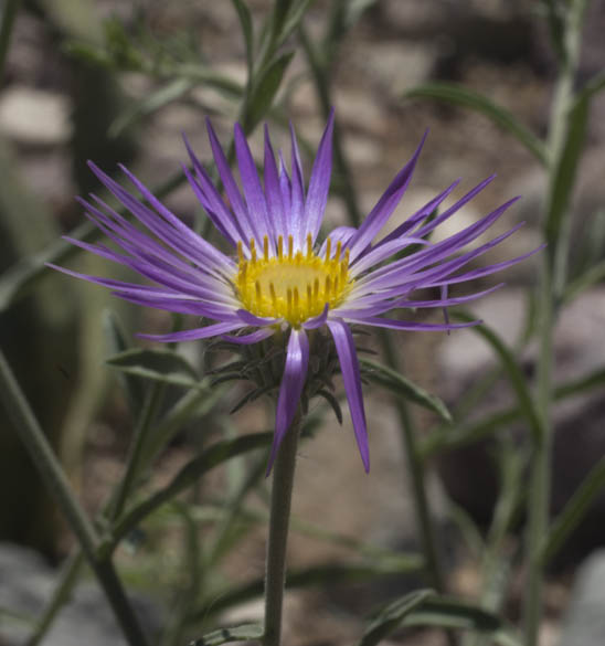  Dieteria canescens Pursh.(Nutt.)