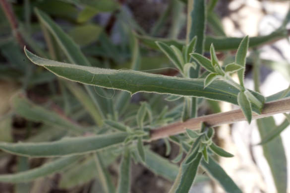  Dieteria canescens Pursh.(Nutt.)