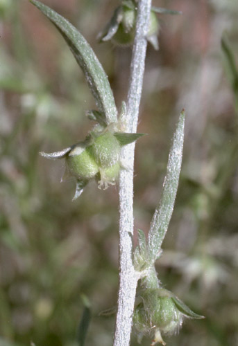  Argythamnia lanceolata (Bentham) Muller Argoviensis