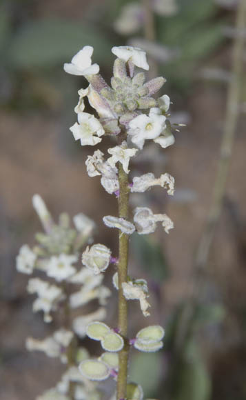  Dithyrea californica