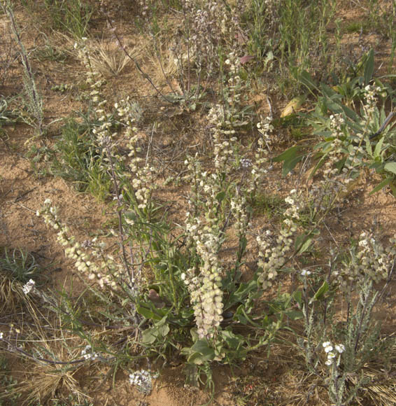  Dithyrea californica