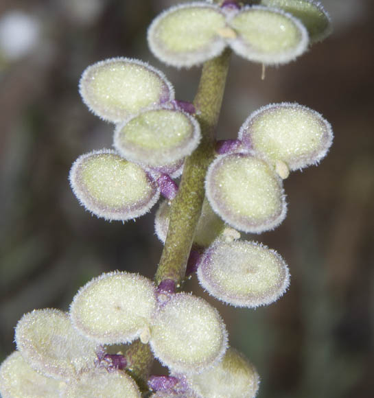  Dithyrea californica