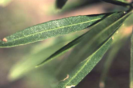  Dodonaea viscosa v.angustifolia