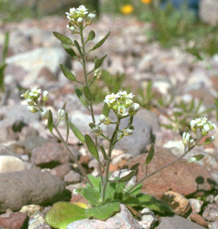  Tomostima cuneifolia (Nuttall ex Torrey & A.Gray) Al-Shehbaz, M.Koch & Jordon-Thaden