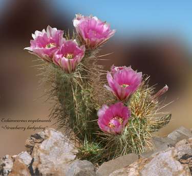  Echinocereus engelmannii (Parry ex Engelmann) Lemaire v. engelmannii