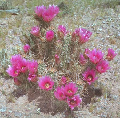  Echinocereus engelmannii (Parry ex Engelmann) Lemaire v. engelmannii