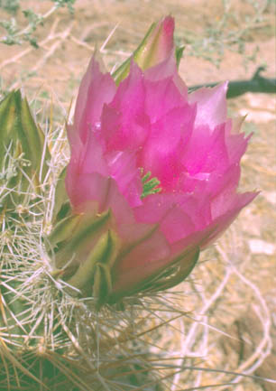  Echinocereus engelmannii (Parry ex Engelmann) Lemaire v. engelmannii